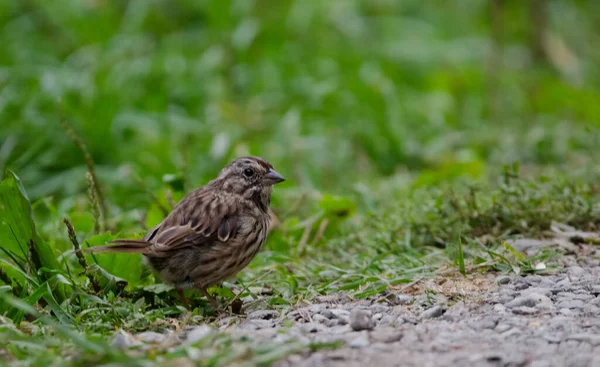 Song Sparrow Melospiza Melodia Jeden Najliczniejszych Najbardziej Elastycznych Gatunków Rodzimych — Zdjęcie stockowe