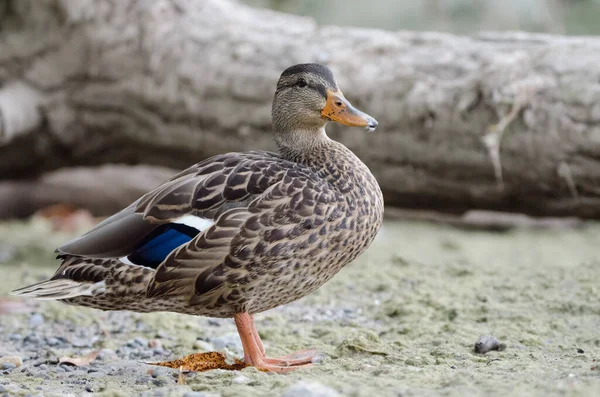 Female Mallard Anas Platyrhynchos Mallard Species Main Ancestor Many Breeds — Stock Photo, Image