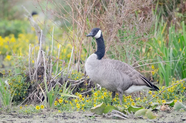 Canada Goose Branta Canadensis Native Arctic Temperate Regions North America — Stock Photo, Image