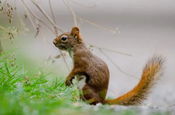 Amerikai Vörös Mókus Tamiasciurus Hudsonicus Más Néven Teh Pine Squirrel — Stock Fotó