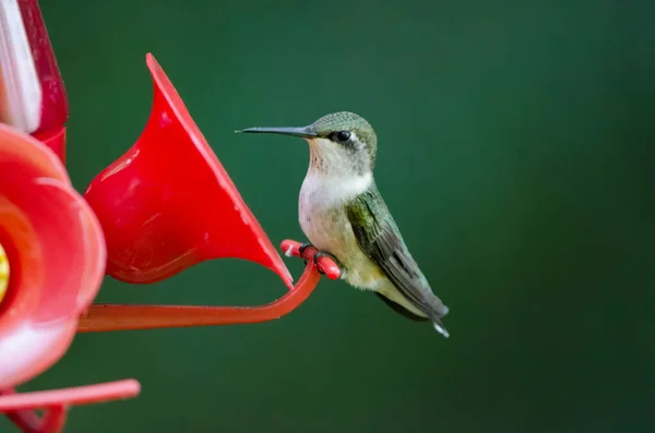 Ruby Throated Hummingbird Archilochus Colubris Ses Här Vid Hummung Fågel — Stockfoto