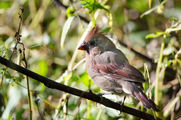 Ein Weiblicher Nördlicher Kardinal Cardinalis Cardinalis Dieser Mittelgroße Singvogel Kommt — Stockfoto