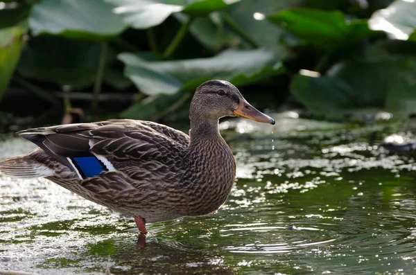 Female Mallard Anas Platyrhynchos Mallard Species Main Ancestor Many Breeds — Stock Photo, Image