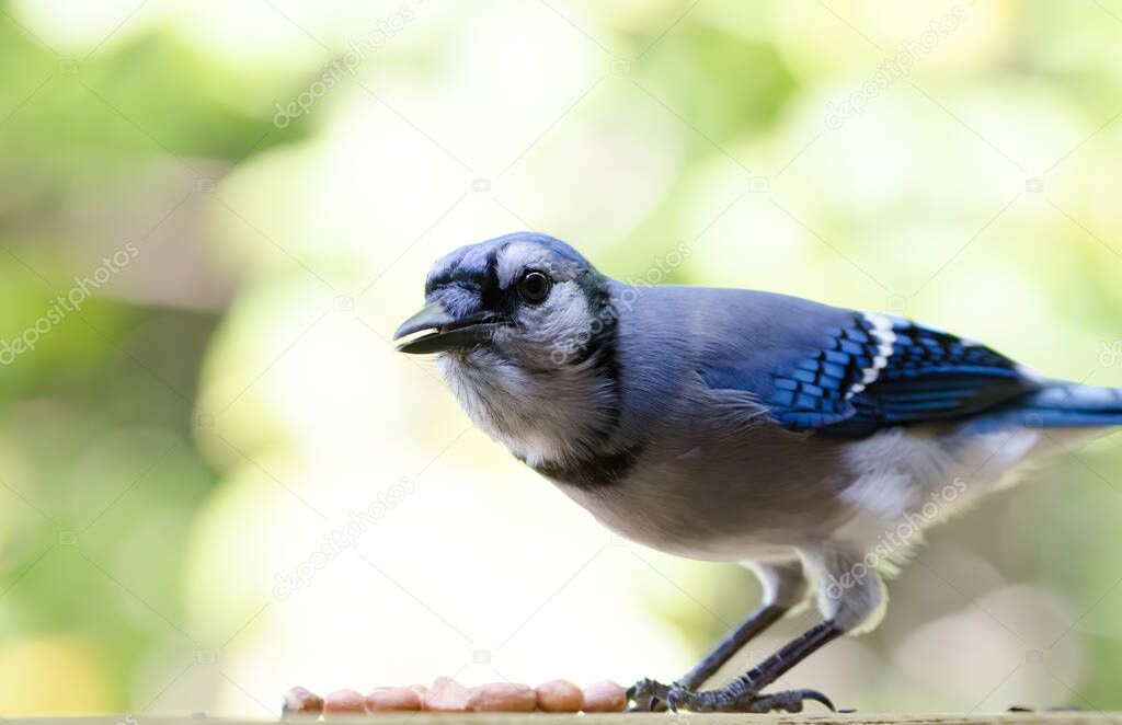Blue Jay (Cyanocitta cristata) hunched over a small pile of peanuts. Jays love peanuts as they provide a lot of energy and are easy to cache for later.