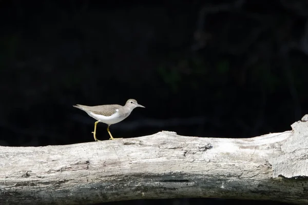 Bécasseau Tacheté Actitis Macularius Est Probablement Oiseau Rivage Répandu Amérique — Photo