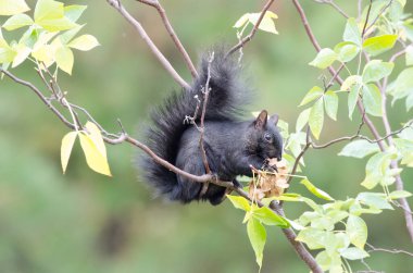 Bir Doğu Gri Sincap (Sciurus carolinensis) yiyecek için tohum ve yuva malzemesi için yaprak çözer.