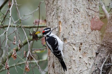 Erkek kıllı ağaçkakan (Dryobates villosus) yiyecek böcek aramak için ağaç gagalıyor