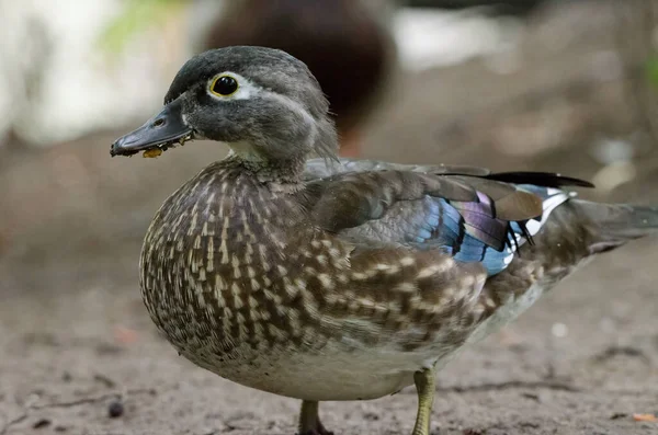 Female Wood Duck Aix Sponsa Closeup — Stock Photo, Image