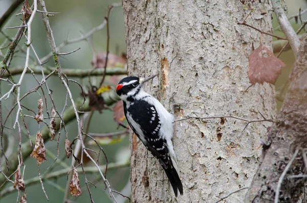 Male Hairy Woodpecker Dryobates Villosus Pecking Tree Search Insects Eat Royalty Free Stock Images