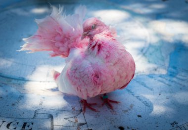 pembe kuş güvercini