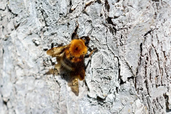 Hummel Auf Der Rinde Eines Apfelbaums — Stockfoto