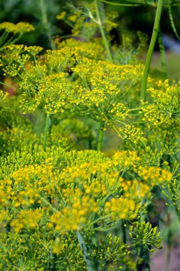 yeşil dereotu çiçekli çalılar