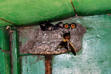 swallow feeds its Chicks clipart