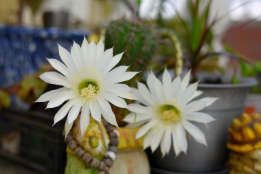cactus pencerede Echinopsis çiçeklenme