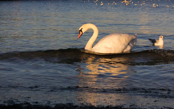 Sunset ışıkları ile Baltık Denizi 'nde Swan