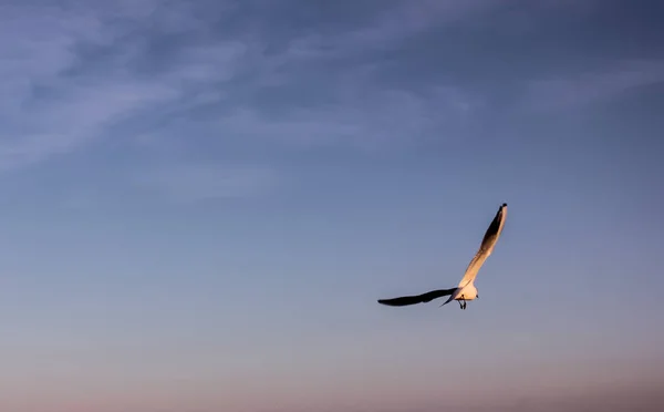 Flying Bird Sunset — Stock Photo, Image