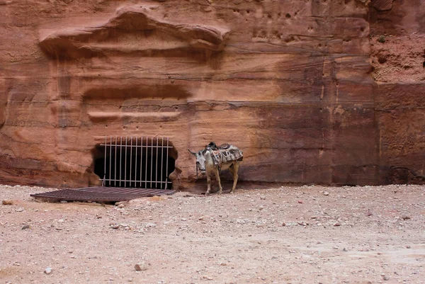 Yorgun yalnız eşek Rock City Petra dinleniyor