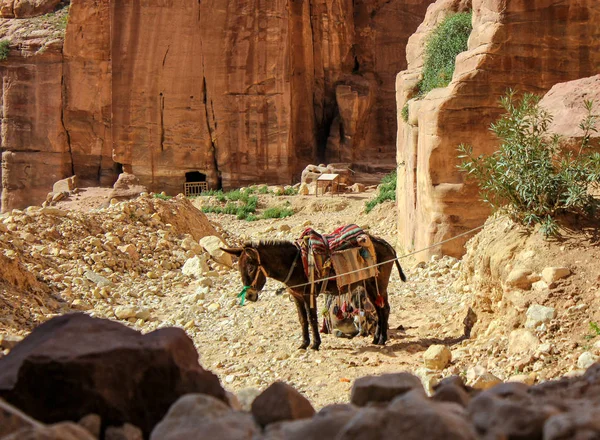Yorgun eşekler Rock City Petra dinleniyor