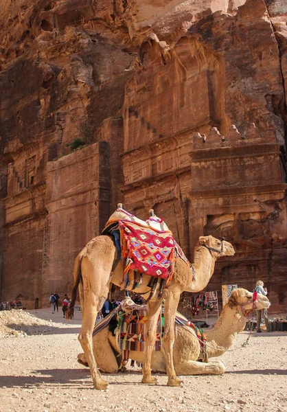 Yorgun deve Rock City Petra dinleniyor