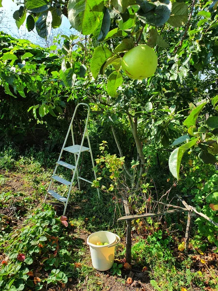 Cosecha Manzanas Verdes Pequeño Jardín — Foto de Stock
