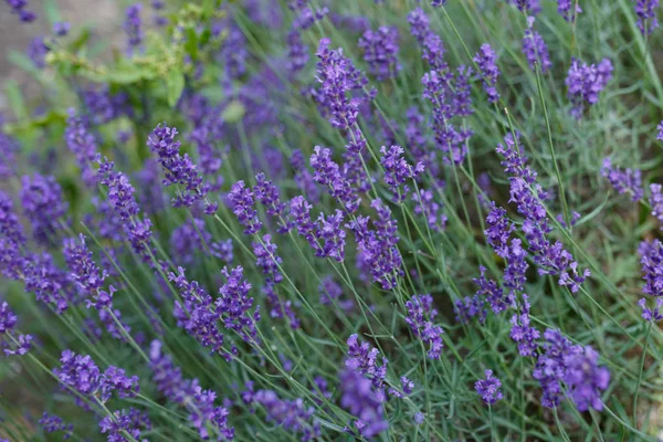 Flores de lavanda floreciendo. Fondo flores campo púrpura. Flores tiernas de lavanda — Foto de Stock