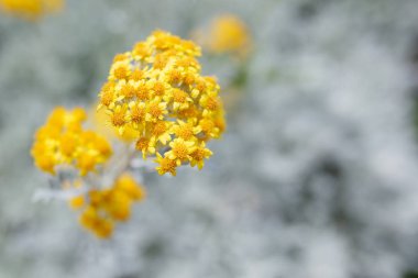 Sarı çiçekli soyut arkaplan