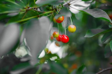 kiraz ağacı şubesinden asılı kiraz. Gerekirse kopya alanı için izin kiraz seçici odaklanmak. Bulanıklık arka planı