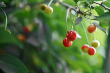 kiraz ağacı şubesinden asılı kiraz. Gerekirse kopya alanı için izin kiraz seçici odaklanmak. Bulanıklık arka planı