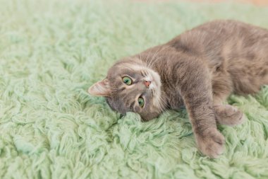Yeşil halı üzerinde uyuyan gri kedi mizahi fotoğraf, uykulu kedi, yerli kedi yavrusu, komik tembel rüya kedi