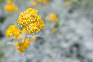 Sarı çiçekli soyut arkaplan