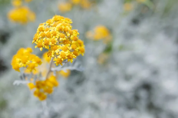 Fundo abstrato com flores amarelas — Fotografia de Stock