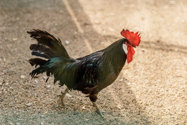 Newton, a black cock rushing along dry ground