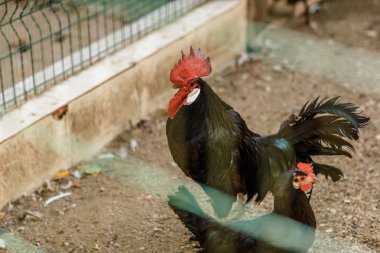 Newton, kuru zeminde koşuşturan siyah bir horoz