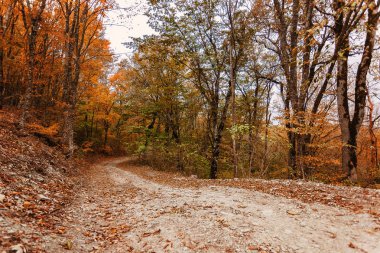 Sonbahar orman manzarası sonbahar yaprakları, altın yaprakları aydınlatan sıcak ışık. Sahnedeki patika, sonbahar orman doğası. Renkli ormanda canlı bir Ekim günü Akçaağaç sonbahar ağaçlarının yolu düşüyor