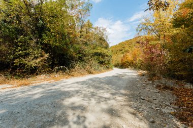 Sonbahar orman manzarası sonbahar yaprakları, altın yaprakları aydınlatan sıcak ışık. Sahnedeki patika, sonbahar orman doğası. Renkli ormanda canlı bir Ekim günü Akçaağaç sonbahar ağaçlarının yolu düşüyor