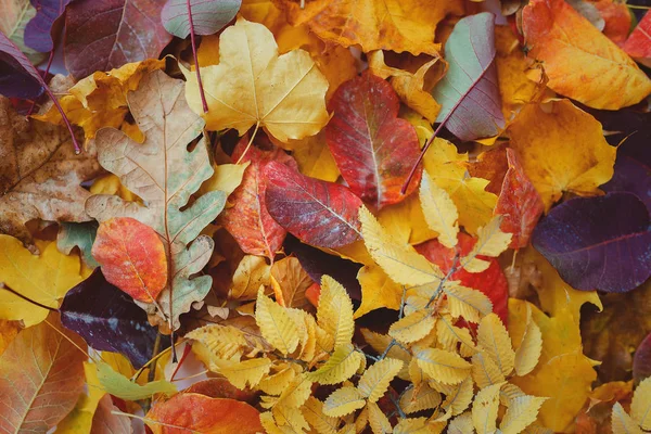 stock image Colorful autumn leaves lie on the grass