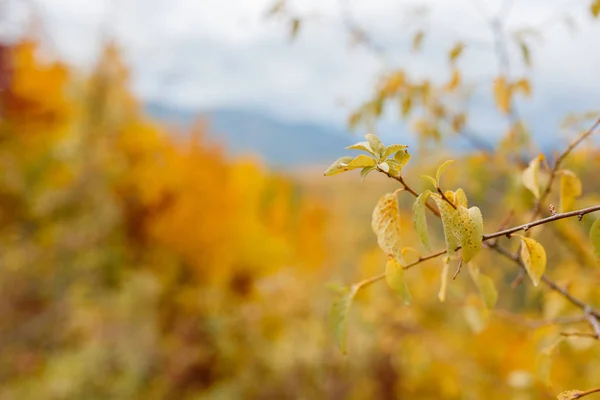 Autumn. Fall. Autumnal Park. Autumn Trees and Leaves — Stock Photo, Image