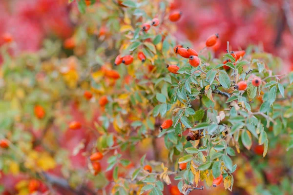 Red dog rose hips on the dog rose bush in autumn time — Stock Photo, Image