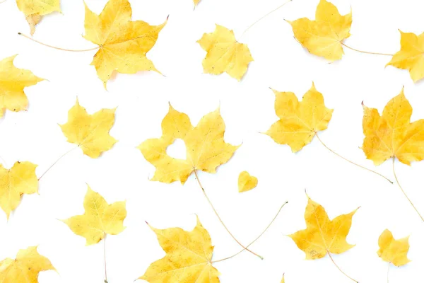 Набор желтых кленовых листьев изолирован на белом — стоковое фото