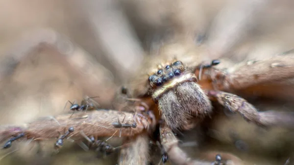 Macro de un grupo de hormigas atacando y comiendo una araña cangrejo gigante —  Fotos de Stock