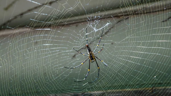 Жіночий гігантський ліс павук в гірському лісі Тайбей — стокове фото