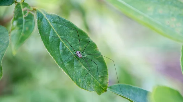 Spider in mountain at National Forest Area — Stock Photo, Image