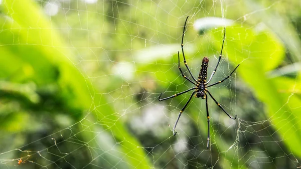 Una araña hembra de bosques gigantes en el bosque montañoso de Taipei —  Fotos de Stock