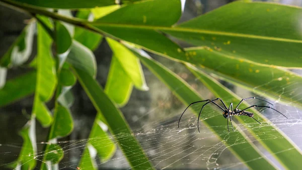 Una araña hembra de bosques gigantes en el bosque montañoso de Taipei —  Fotos de Stock