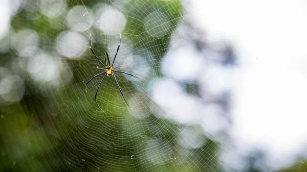 Uma aranha gigante fêmea na floresta de montanha de Taipei — Fotografia de Stock