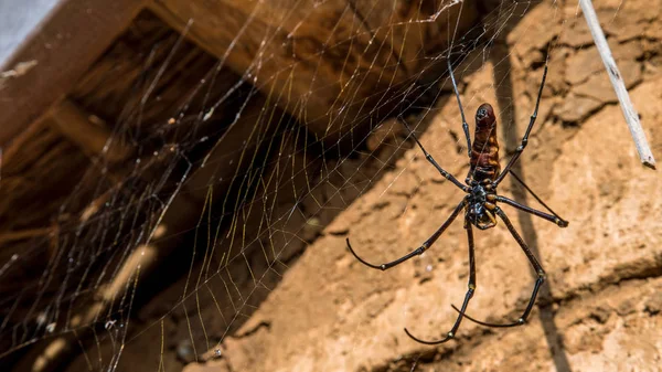Ένα θηλυκό γιγαντιαίο δάσος αράχνη στο ορεινό δάσος της Ταϊπέι — Φωτογραφία Αρχείου