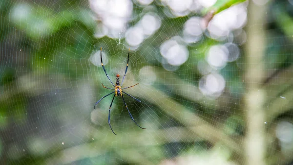 Una araña hembra de bosques gigantes en el bosque montañoso de Taipei —  Fotos de Stock