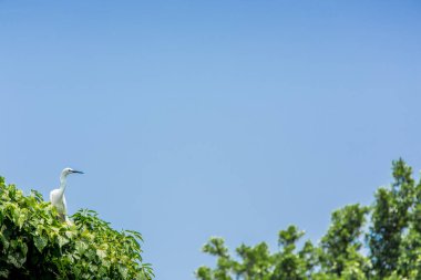 Yetişkin kuş beyaz Egretta Garzetta ağaçüzerinde. Park Taipei şehrinde küçük egret