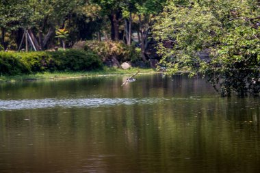 Tayvan parkında göl suyu üzerinde uçan Nycticorax Nycticorax bir kuş.