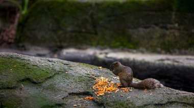 Pallas's Squirrel Eating Food On The Rock Of Forest clipart